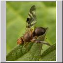 Philophylla caesio - Bohrfliege 01.jpg